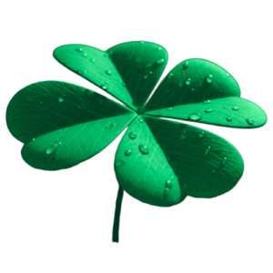 Ein Smaragdgrüner Glücksklee mit Tropfen auf seiner Oberfläche.